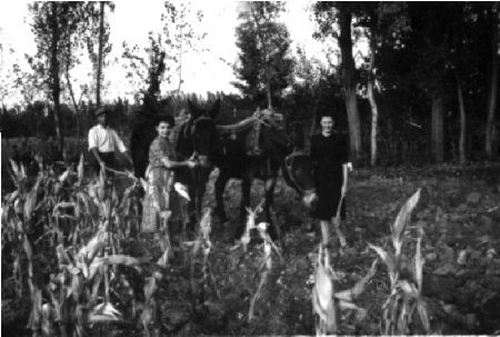 Recogiendo patatas en Cella. AÃ±o 1952.