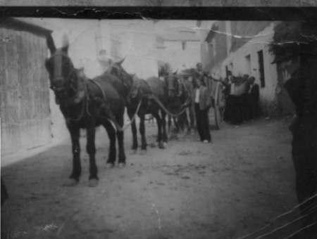 Trabajando con mulas. Cella.