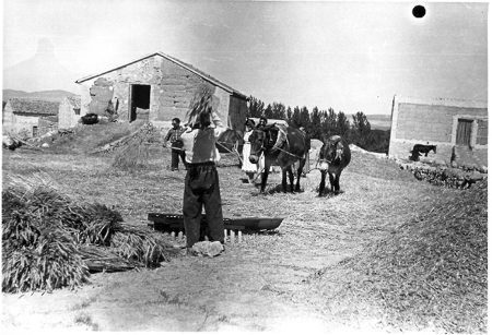 Trabajando en el campo. Cella.