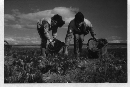 Recogiendo la flor del azafrÃ¡n. Monreal.