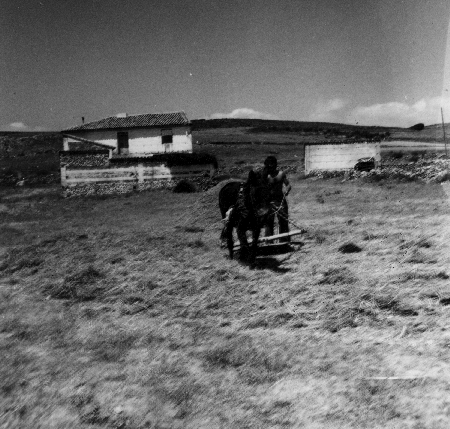 Trillando en el campo. Tornos