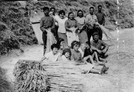 Haciendo balago.  Torralba de los Sisones.