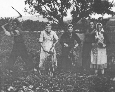 Vecinos de Villarreal de Huerva escoronando la remolacha.