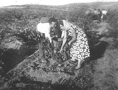 Vendimiando. Langa del Castillo.