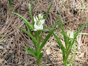 Cephalanthera longifolia.jpg