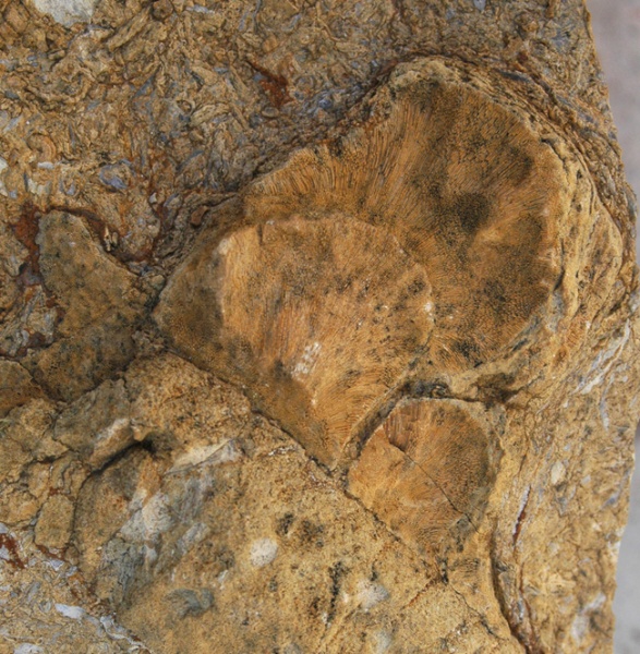 Archivo:Esqueleto santacruz.jpg