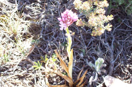 Archivo:Anacamptis pyramidalis 02.jpg