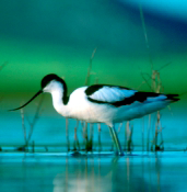 Archivo:Avocetacomun.png