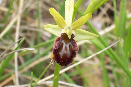 Archivo:Ophrys aranifera 02.jpg