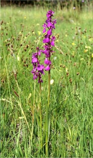 Archivo:Orquideapalustre.jpg
