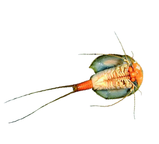 Archivo:Triops.png