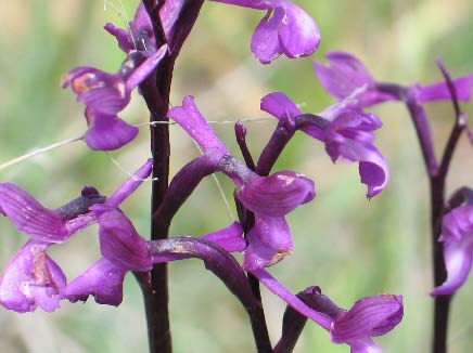 Archivo:Anacamptis champagneuxii.jpg