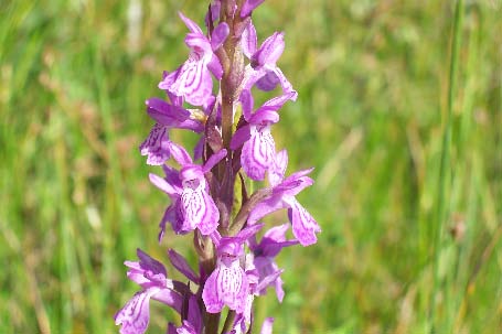 Archivo:EDactylorhiza Elata.jpg