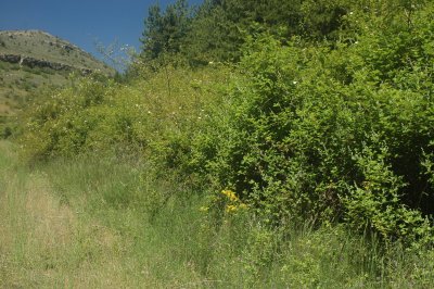 Archivo:Escaramujo.jpg
