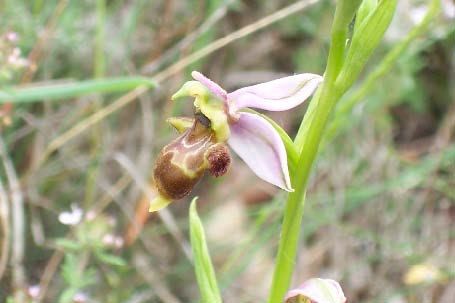 Archivo:Ophrys scolopax.jpg