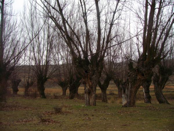 Archivo:Choperatorrelosnegros.jpg