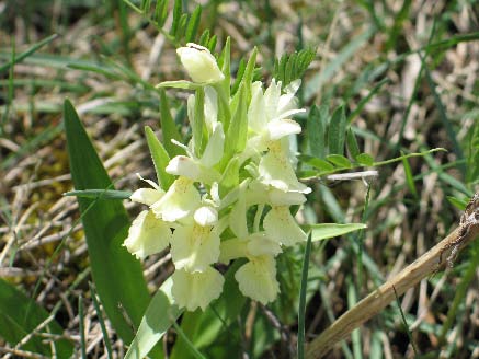 Archivo:Dactylorhiza sambucina.jpg