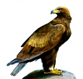 Archivo:Aguilareal.png