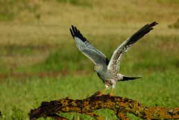 Archivo:Aguiluchocenizo.png