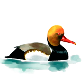 Archivo:Patocolorado.png