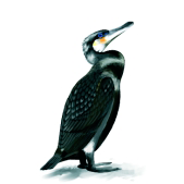 Archivo:Cormorangrnade.png
