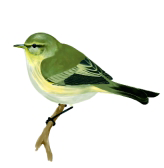 Archivo:Mosquiterocomun.png