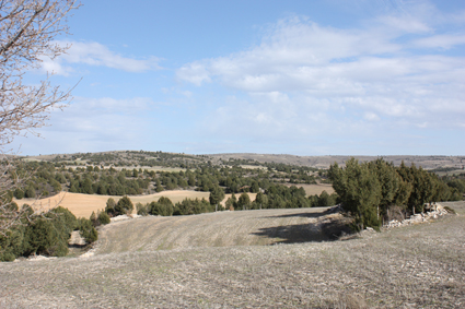 Archivo:Sabinarvillarejo02.jpg
