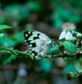 Archivo:Melanargia.png