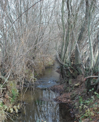 Archivo:Sargatillo.jpg