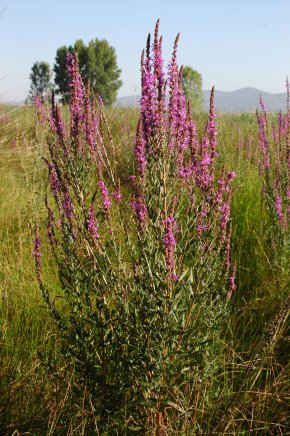 Archivo:Salicaria.jpg