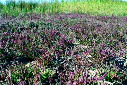 Archivo:Salicornia.png
