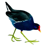 Archivo:Pollagauna.png