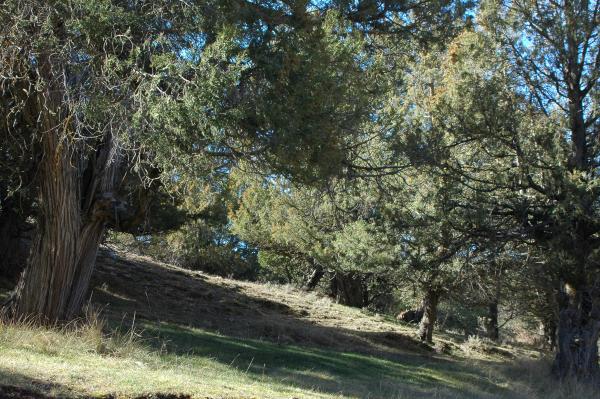 Archivo:Sabinarolalla.jpg
