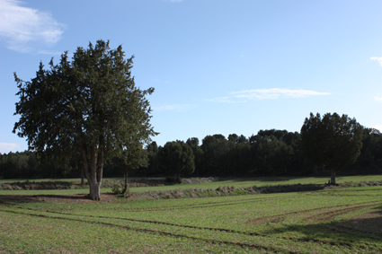 Archivo:Sabinarvillarejo01.jpg