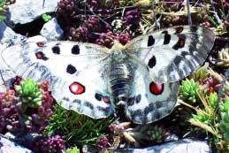 Archivo:Mariposaapolo.png