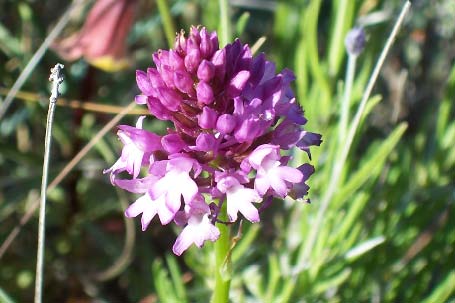 Archivo:Anacamptis pyramidalis.jpg