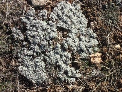 Archivo:Artemisia.jpg