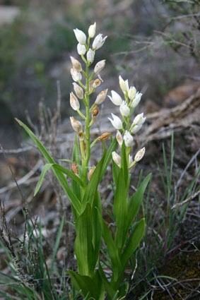 Archivo:Floravicort.jpg