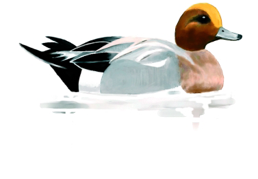 Archivo:Anadesilbon.png