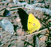 Archivo:Colias comun.png