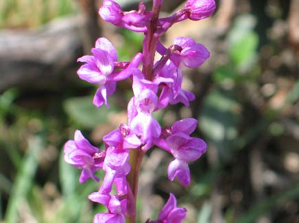 Archivo:Orchis mascula.jpg