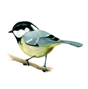 Archivo:Carbonerogarrapino.png