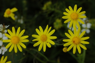 Archivo:Senecio.jpg