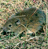 Archivo:Ratillacampesina.png