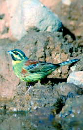 Archivo:Escribanopalustre.png