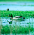Miniatura de la versión del 19:46 6 abr 2010